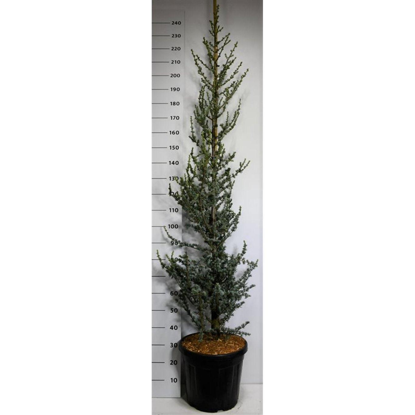 Libanonceder – Cedrus libani 'Glauca' - C25 175-200 cm.